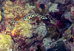 IMG_0822rf_Maldives_Madoogali_Plongee 7_House reef_Anguille serpent macule_Myrichthys maculosus